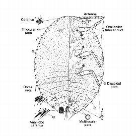   Dysmicoccus wistariae  
 Illustration by Kosztarab 